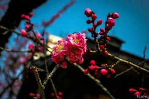 Mùa hoa mận bừng nở ở Nhật Bản