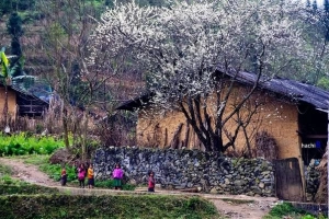 Mùa hoa nở rực rỡ trên miền đá Hà Giang