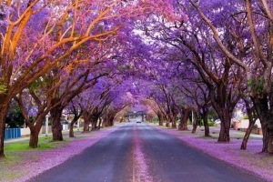 Mùa hoa phượng tím ở Australia