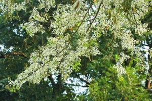 Mùa hoa sưa nở trắng trời Hà Nội