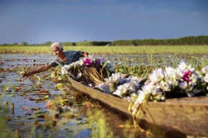 Mùa hoa súng trên đồng lũ Long An