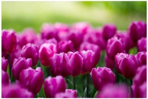 Mùa hoa tulip ở Tachikawa