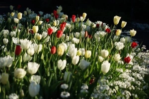 Mùa hoa tulip ở xứ sở chuột túi