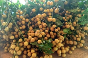 Mùa hồng bì - đi qua thương nhớ
