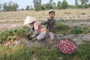 Mùa khoai lang vùng đất cát Quảng Nam