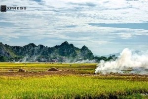 Mùa lúa chín vàng dưới chân núi Trầm ở ngoại ô Hà Nội
