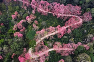 Mùa mai anh đào nở rộ ở Chiang Mai, Thái Lan