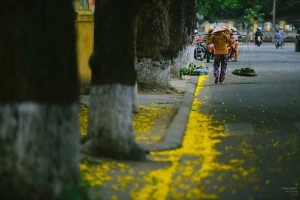Mùa phượng vàng rực rỡ ở Huế