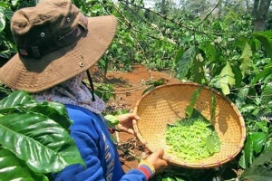 Mùa săn sâu muồng ở cực Bắc Tây Nguyên