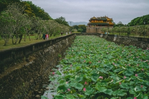 Mùa sen về trên đất cố đô