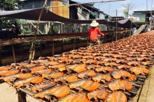 Mùa vàng khô cá vùng biên giới Tây Nam