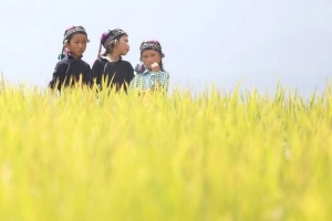 Mùa vàng nơi tận cùng cực Bắc