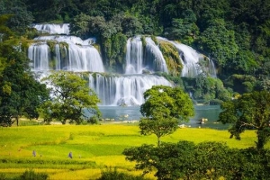 Mùa vàng rực rỡ bên thác Bản Giốc