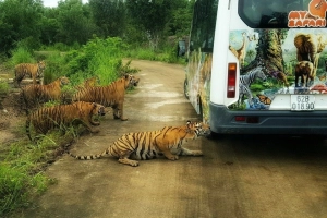 Mỹ Quỳnh Safari - Vườn thú cách Sài Gòn chỉ 40km