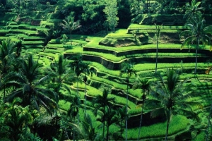 Nếu chỉ có một ngày du lịch Bali
