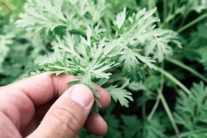 Ngải cứu - vị thuốc tuyệt vời cho sức khỏe