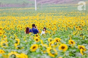 Ngắm cánh đồng hoa hướng dương bạt ngàn hút mắt, vàng rực kiêu hãnh trong cơn mưa đầu xuân