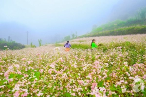 Ngắm Hà Giang đẹp mê hồn khi tam giác mạch nở rộ, nhuộm hồng miền đá