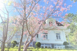 Ngắm hoa mai anh đào Đà Lạt nở rộ tại Swiss-Belresort Tuyền Lâm