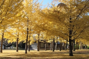 Ngắm lá đỏ rực rỡ ở nơi không phải chen chúc ngay gần Tokyo