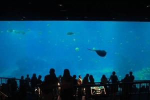 Ngắm thế giới đại dương kỳ thú ở S.E.A. Aquarium Singapore