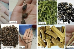Ngân kiều tán có tác dụng gì với Covid?