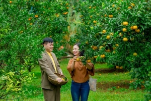 Ngất ngây mùa quýt vàng Bắc Sơn