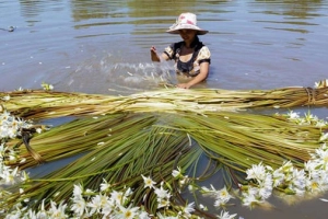 Ngây ngất mùa hoa súng miền Tây