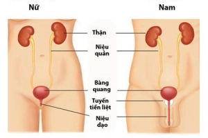 Nghi ngờ tắc đường tiểu cần chẩn đoán bằng kỹ thuật nào?