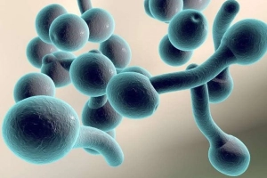 Nhiễm nấm Candida ở trẻ em