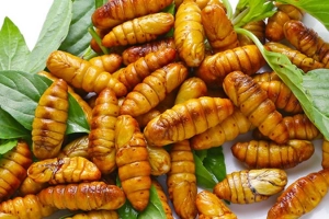 Nhộng tằm có tác dụng gì? Có gây dị ứng không?