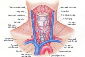 Những bệnh thường gặp ở tuyến giáp và cách điều trị