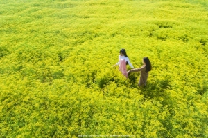 Những cánh đồng hoa &#8216;gây sốt&#8217; thời gian qua