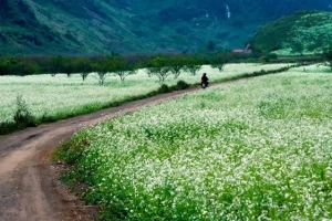 Những cao nguyên đẹp ở Việt Nam nên đến ít nhất một lần