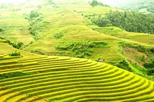 Những câu hỏi thường gặp khi du lịch Mù Cang Chải