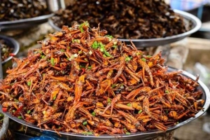 Những đặc sản côn trùng nổi tiếng thế giới
