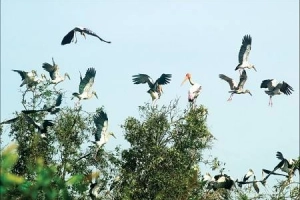 Những địa điểm không thể bỏ lỡ khi du lịch Cà Mau