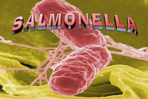 Những điều cần biết về vi khuẩn Salmonella