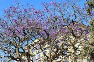 Những loài hoa khoe sắc đón xuân ở Đà Lạt