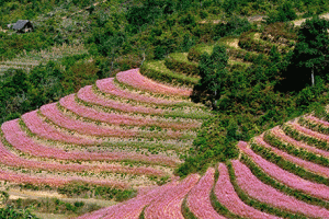 Những mùa hoa - mùa du lịch