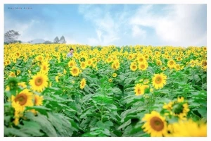 Những mùa hoa rực rỡ trong tháng 12