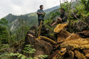 Những người liều mạng săn mật ong trên vách núi ở Nepal