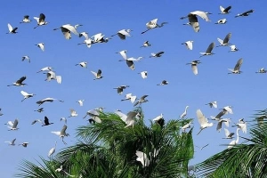 Những sân chim đặc sắc của miền Tây
