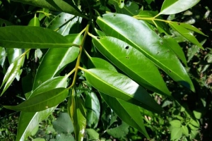 Những tác dụng của lá vối