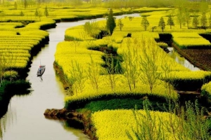 Những thảm hoa cải vàng ở Trung Quốc