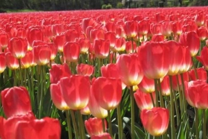 Những thiên đường hoa tulip không ở Hà Lan