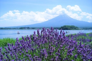 Những trang trại hoa Lavender bạn nhất định phải ghé khi du lịch Nhật Bản