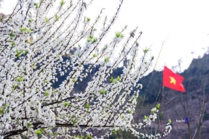 Nơi ngắm tuyết và hoa mùa đông Việt Nam