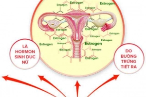 Nội tiết tố nữ ảnh hưởng đến kinh nguyệt, mang thai và các chức năng khác như thế nào?
