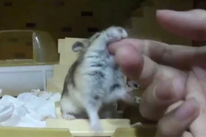 Nữ giới bị chuột Hamster cắn điều trị như thế nào?